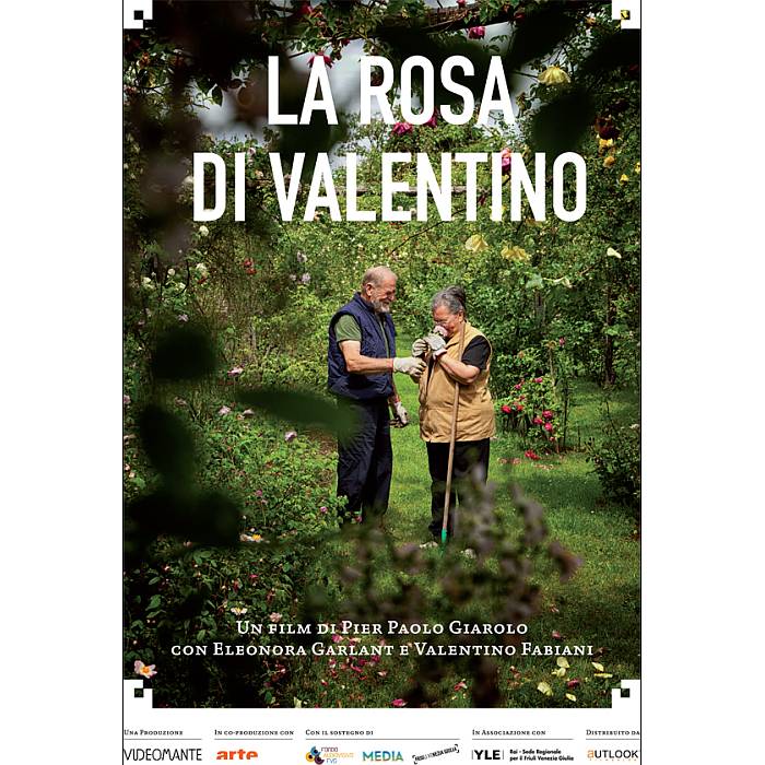 La rosa di Valentino