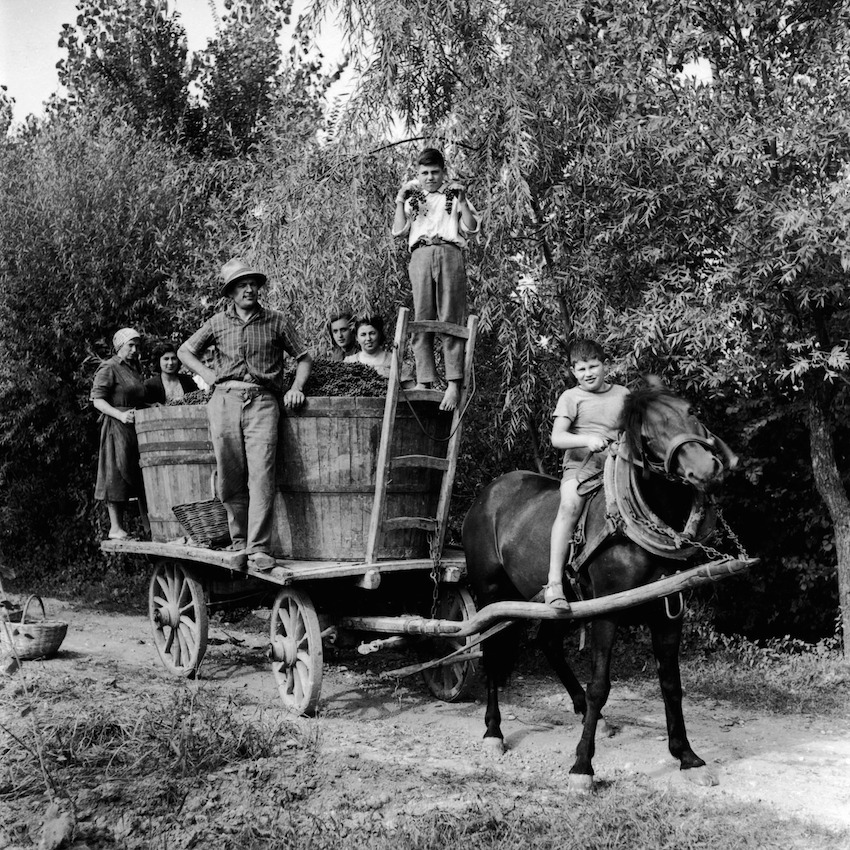 Il paese dell’uva. Casarsa 1950-1963